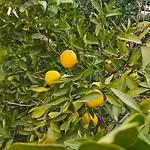 Alojamento de Acomodação e Pequeno-almoço Oliva - - 4*