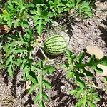 Oliva - -