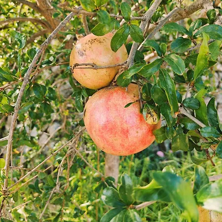 Oliva לינה וארוחת בוקר