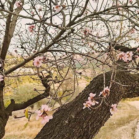 فندق مبيت وإفطار Oliva Bolulla