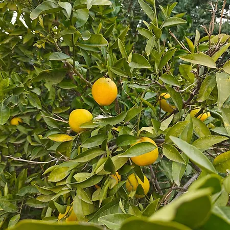 فندق مبيت وإفطار Oliva 4*