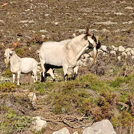 Oliva Bed & Breakfast 4*